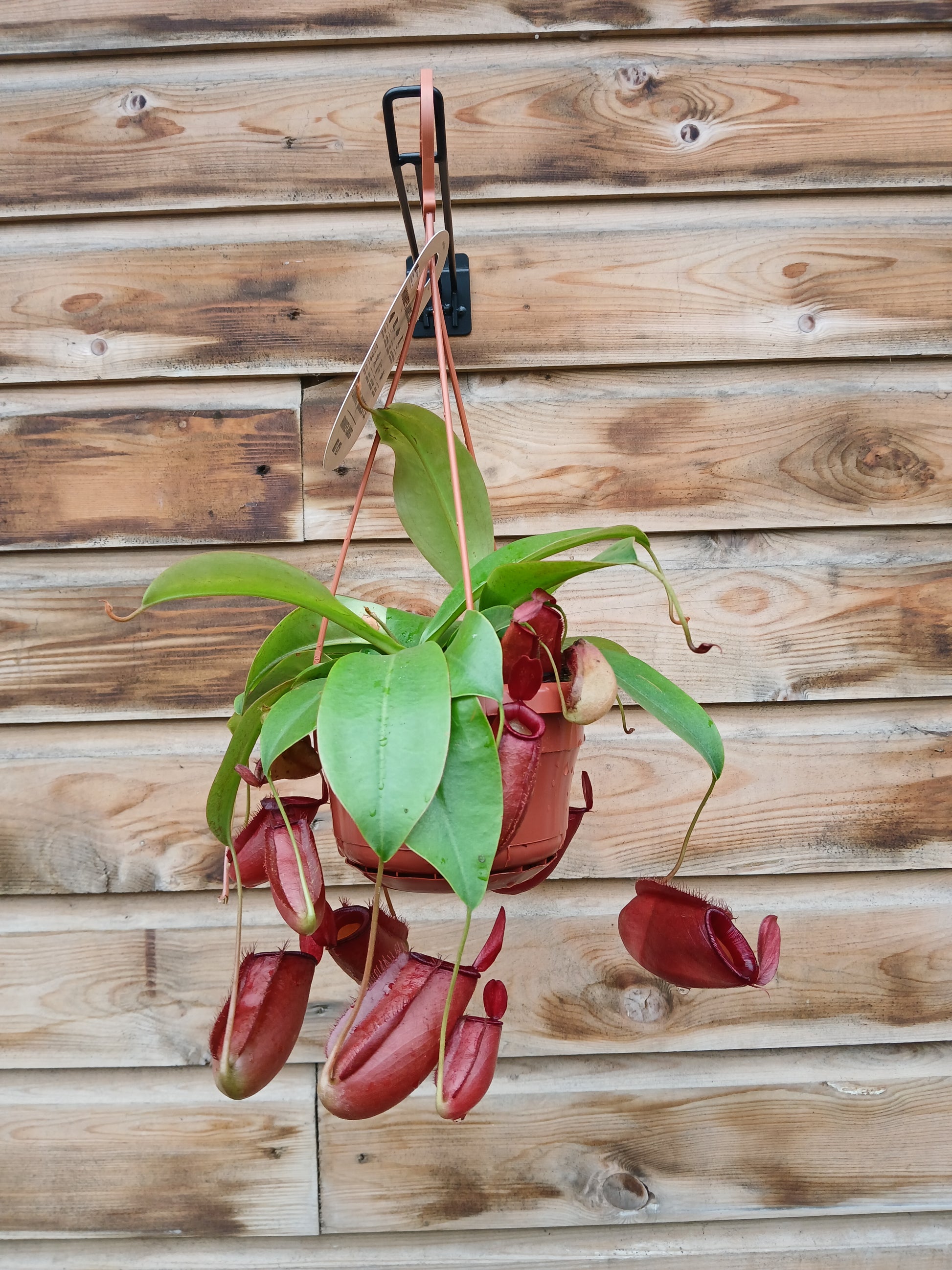 Nepenthes mix / P14, hanging pot-Easy Garden Centre