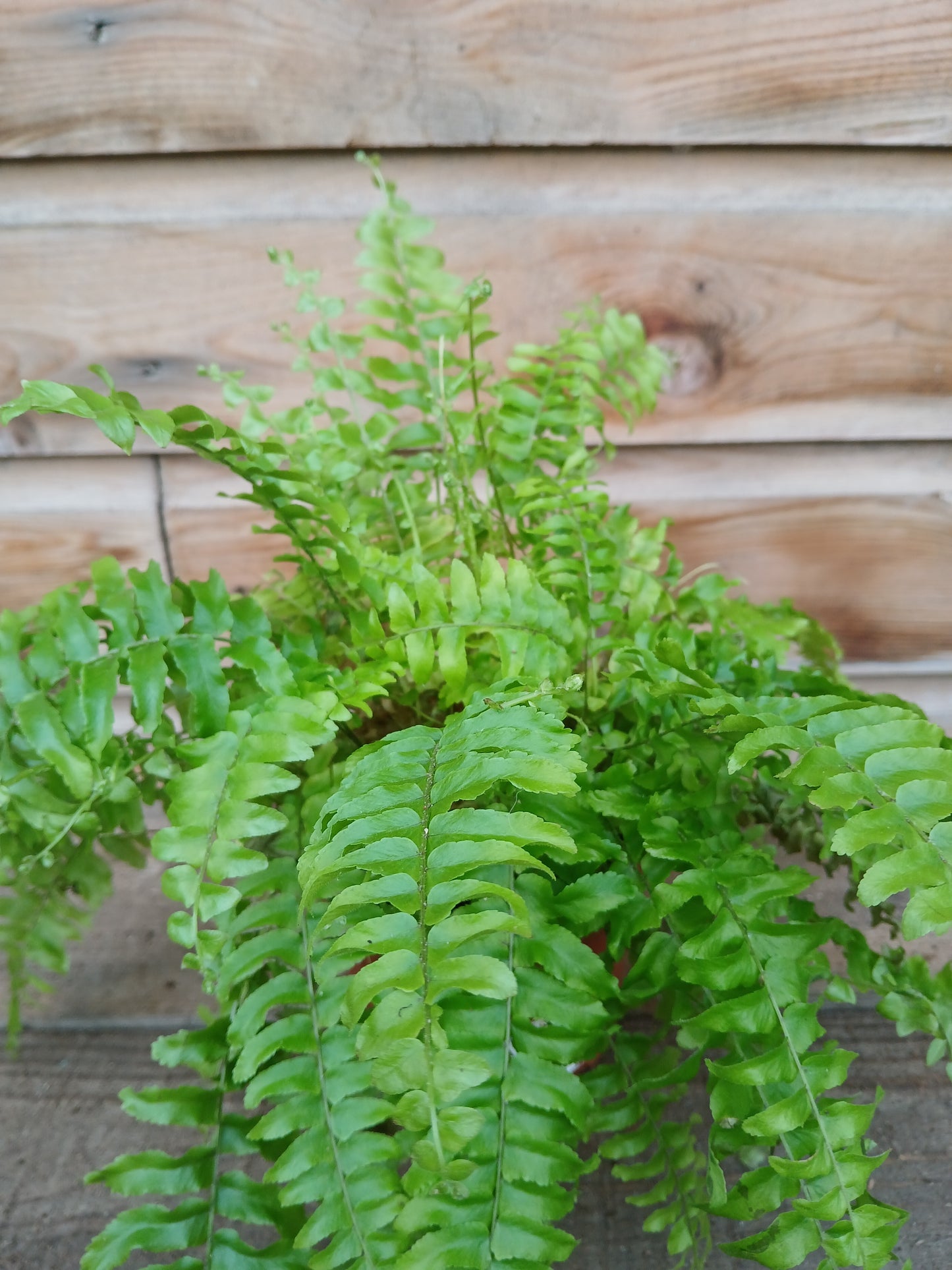 Nephrolepis exal. 'Boston Blue Bell' / P12-Easy Garden Centre