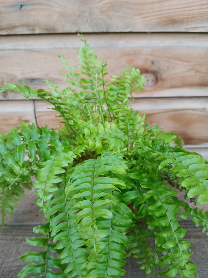 Nephrolepis exal. 'Boston Blue Bell' / P12-Easy Garden Centre