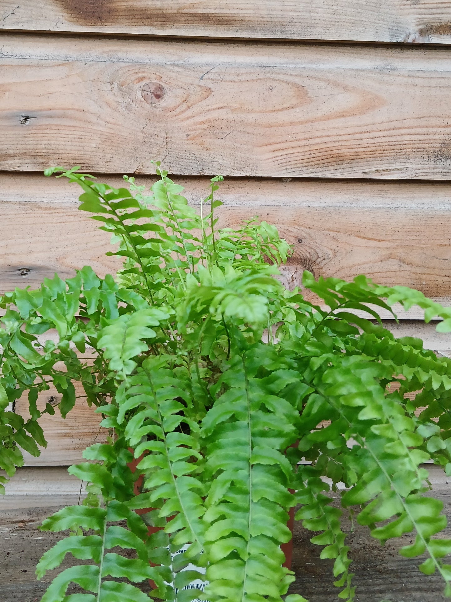 Nephrolepis exal. 'Boston Blue Bell' / P12-Easy Garden Centre