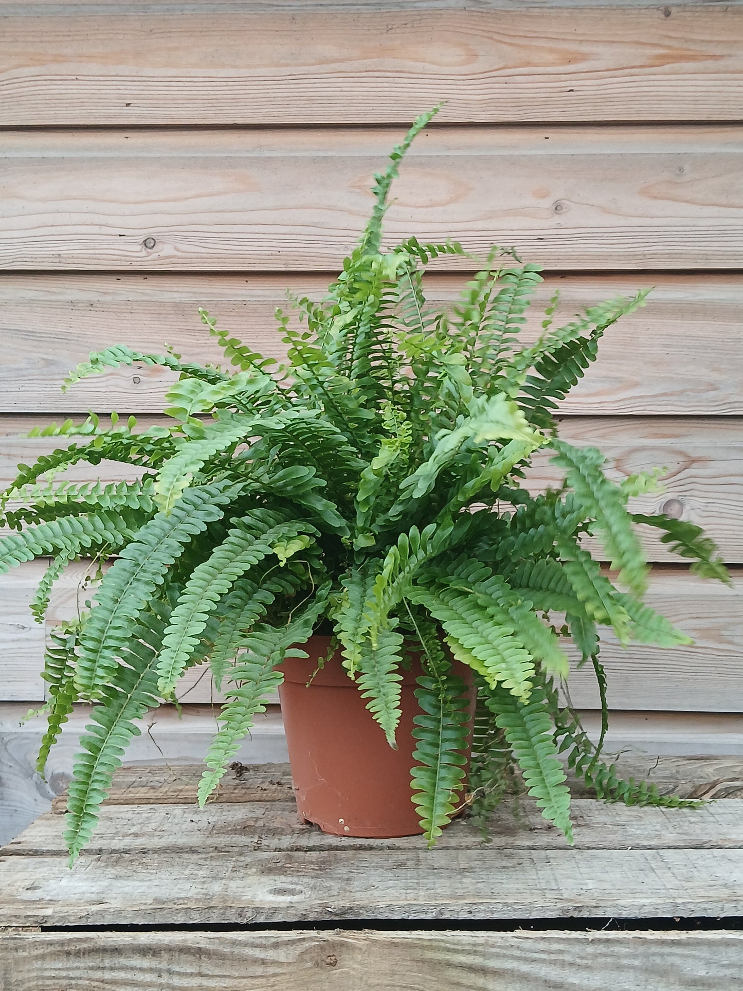Nephrolepis exal. 'Green Lady' / P17-Easy Garden Centre