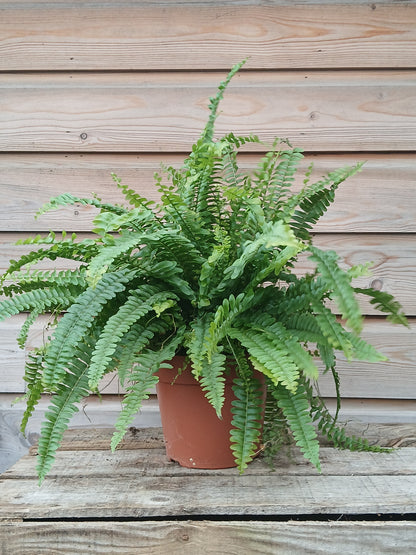 Nephrolepis exal. 'Green Lady' / P17-Easy Garden Centre