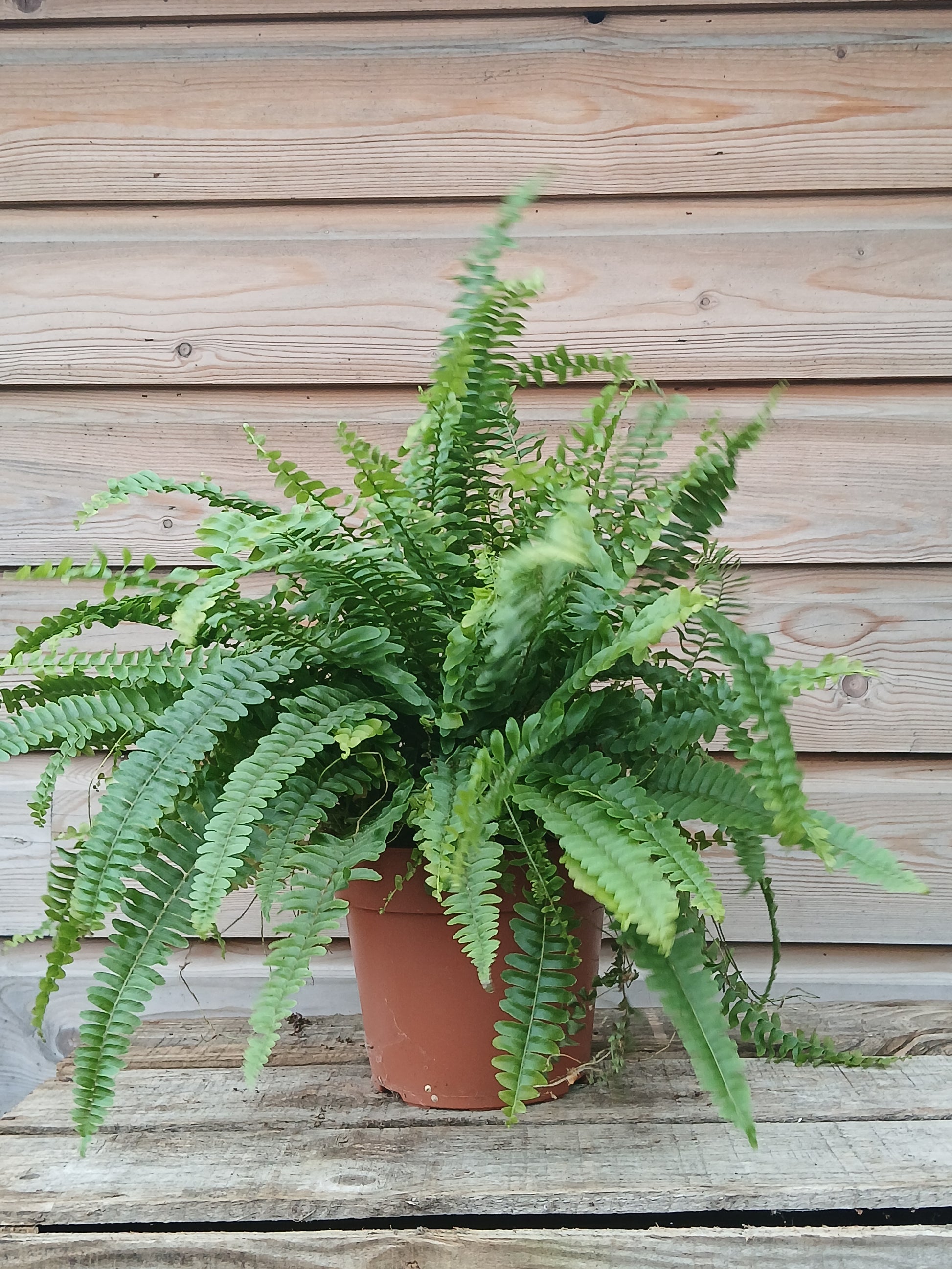 Nephrolepis exal. 'Green Lady' / P17-Easy Garden Centre