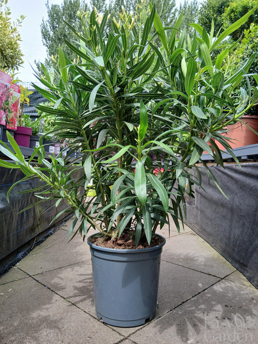 Nerium Oleander Mix-Easy Garden Centre