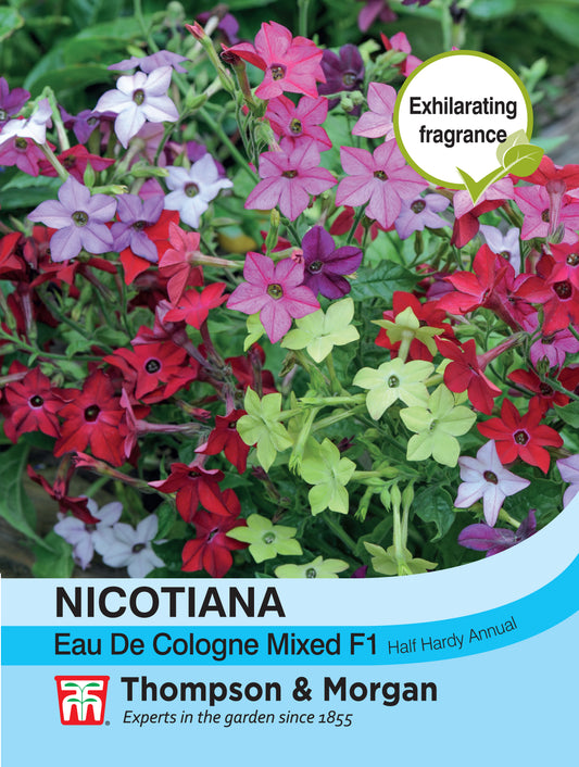 Nicotiana Eau De Cologne Mixed F1 Hybrid