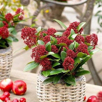 Skimmia j. Red Dwarf / 1,5L/P13cm
