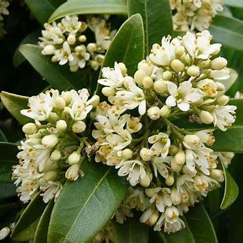 Skimmia confusa 'Kew Green' / cont. 13L 50-55 cm