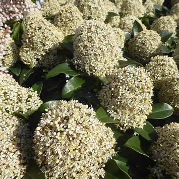 Skimmia j. 'Fragrant Cloud' / 1,5L/P13cm