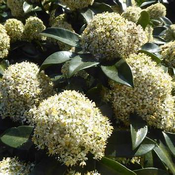Skimmia jap. White Globe / P23 (5 Ltr) / 35-FLOWERS