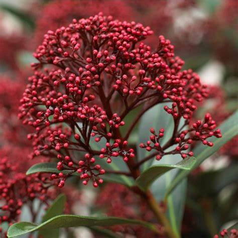 Skimmia jap. 'Rubesta' / 12 Ltr pot-Easy Garden Centre