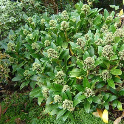 Skimmia confusa 'Kew Green' / cont. 13L 50-55 cm