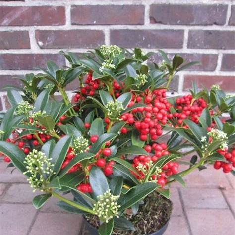 Skimmia japonica / cont. 5,0L 30-40 cm with berries