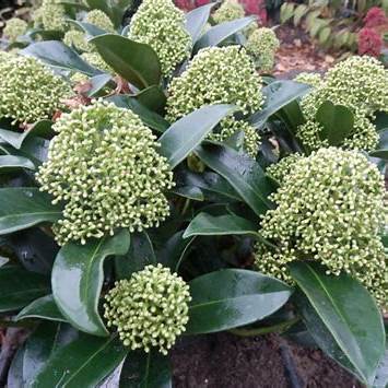 Skimmia jap. White Globe / P23 (5 Ltr) / 35-FLOWERS