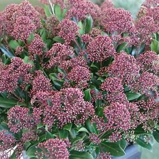 Skimmia jap. 'Rubesta' / 12 Ltr pot-Easy Garden Centre