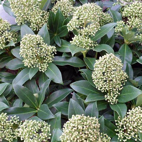 Skimmia j. 'Fragrant Cloud' / cont. 3,0L 25-30 cm