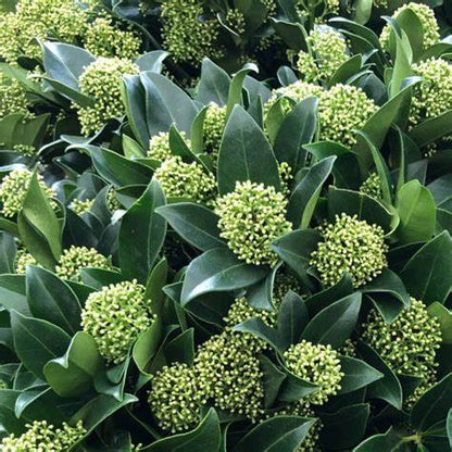 Skimmia jap. White Globe / P23 (5 Ltr) / 35-FLOWERS