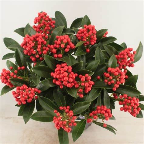 Skimmia j. 'Temptation' / cont. 13L 50-55 cm met bes