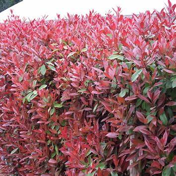 Photinia fraseri Red Robin / 5LTR 30-40cm-Easy Garden Centre