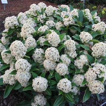 Skimmia j. 'Fragrant Cloud' / 1,5L/P13cm