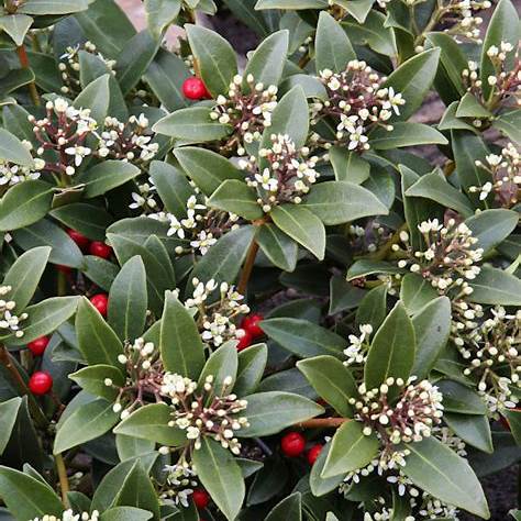 Skimmia jap. Veitchii / P23 (5 Ltr) / 15/+TRUSSES