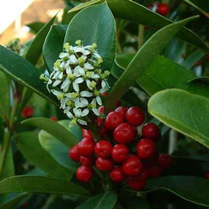 Skimmia jap. Veitchii / P23 (5 Ltr) / 15/+TRUSSES