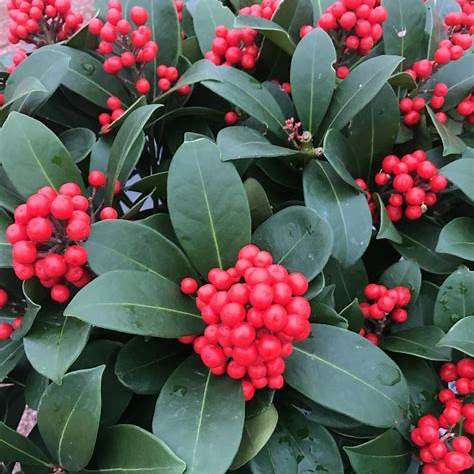 Skimmia j. 'Temptation' / cont. 13L 50-55 cm met bes