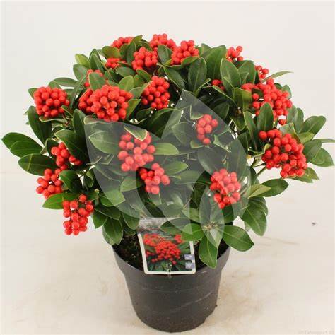 Skimmia j. 'Temptation' / cont. 13L 50-55 cm met bes