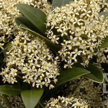 Skimmia j. 'Snow White' / 1,5L/P13cm
