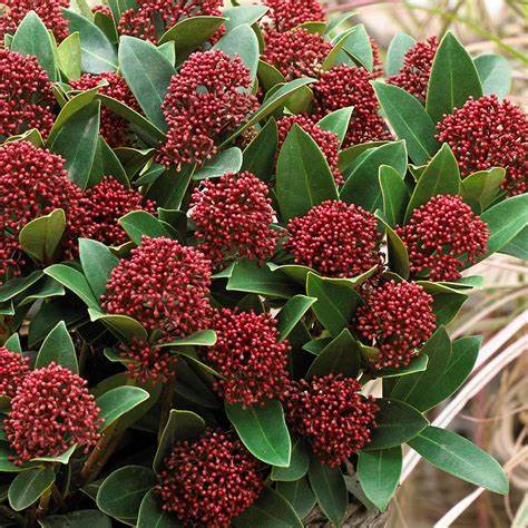 Skimmia j. Red Dwarf / 1,5L/P13cm