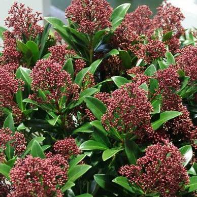 Skimmia jap. 'Rubesta' / 12 Ltr pot-Easy Garden Centre