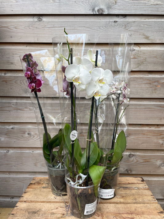 Bouquet of orchids in a clear vase on a wooden surface