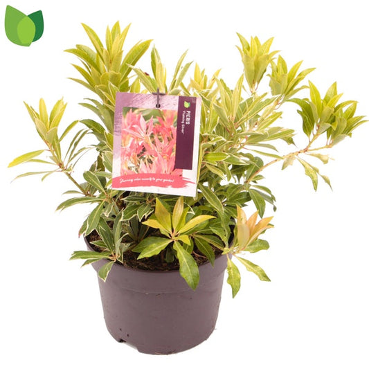 Pieris 'Flaming Silver' / cont. 3,0L