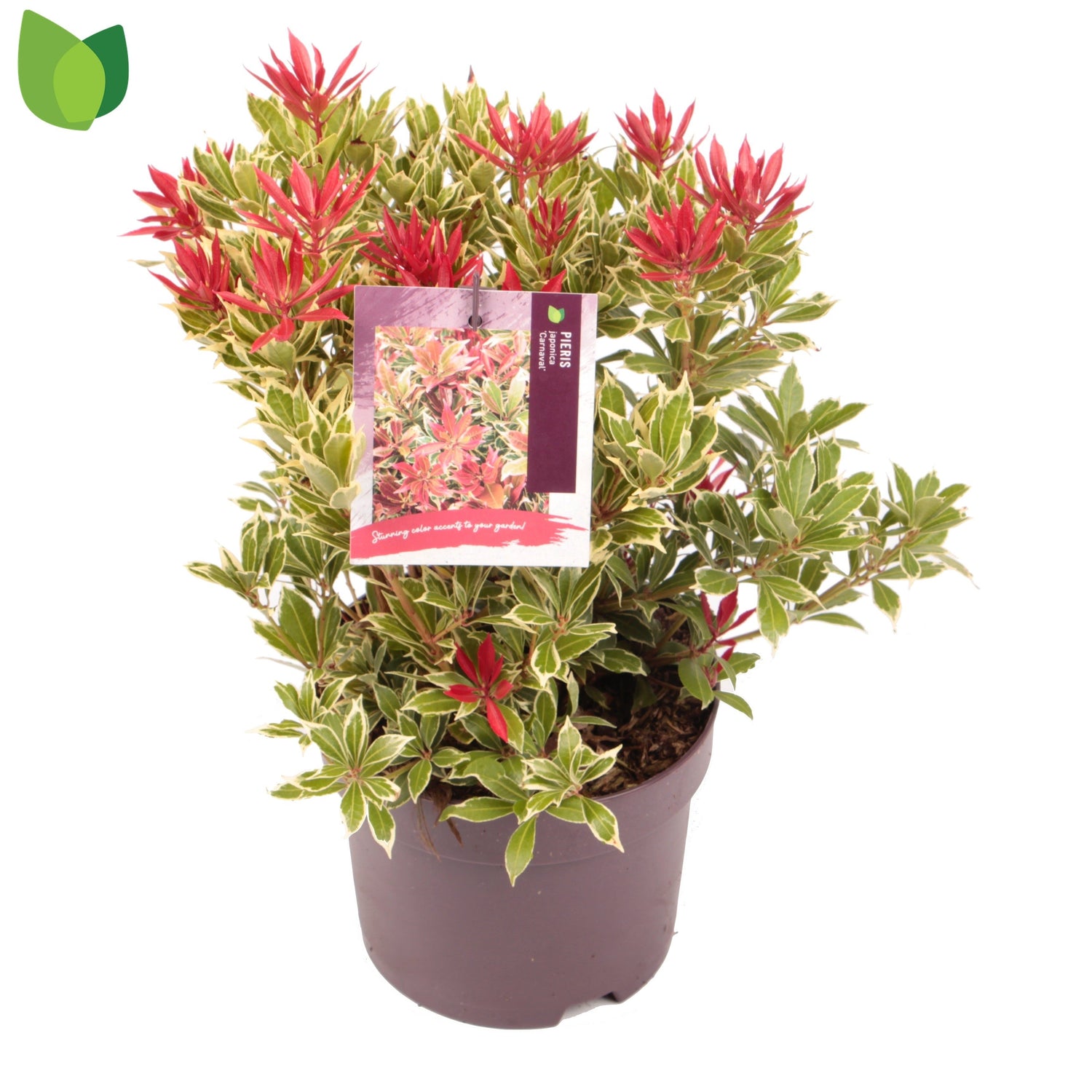 Pieris jap. Carnaval 2ltr-Easy Garden Centre