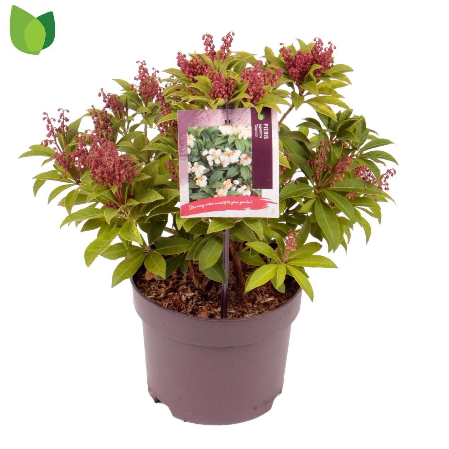 Pieris jap.  Cupido  2ltr