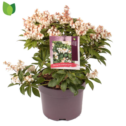 Pieris jap.  Cupido  2ltr