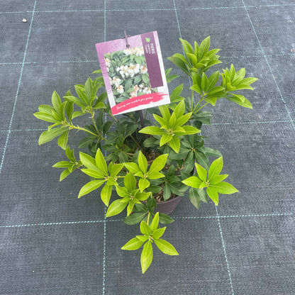 Pieris jap.  Cupido  2ltr