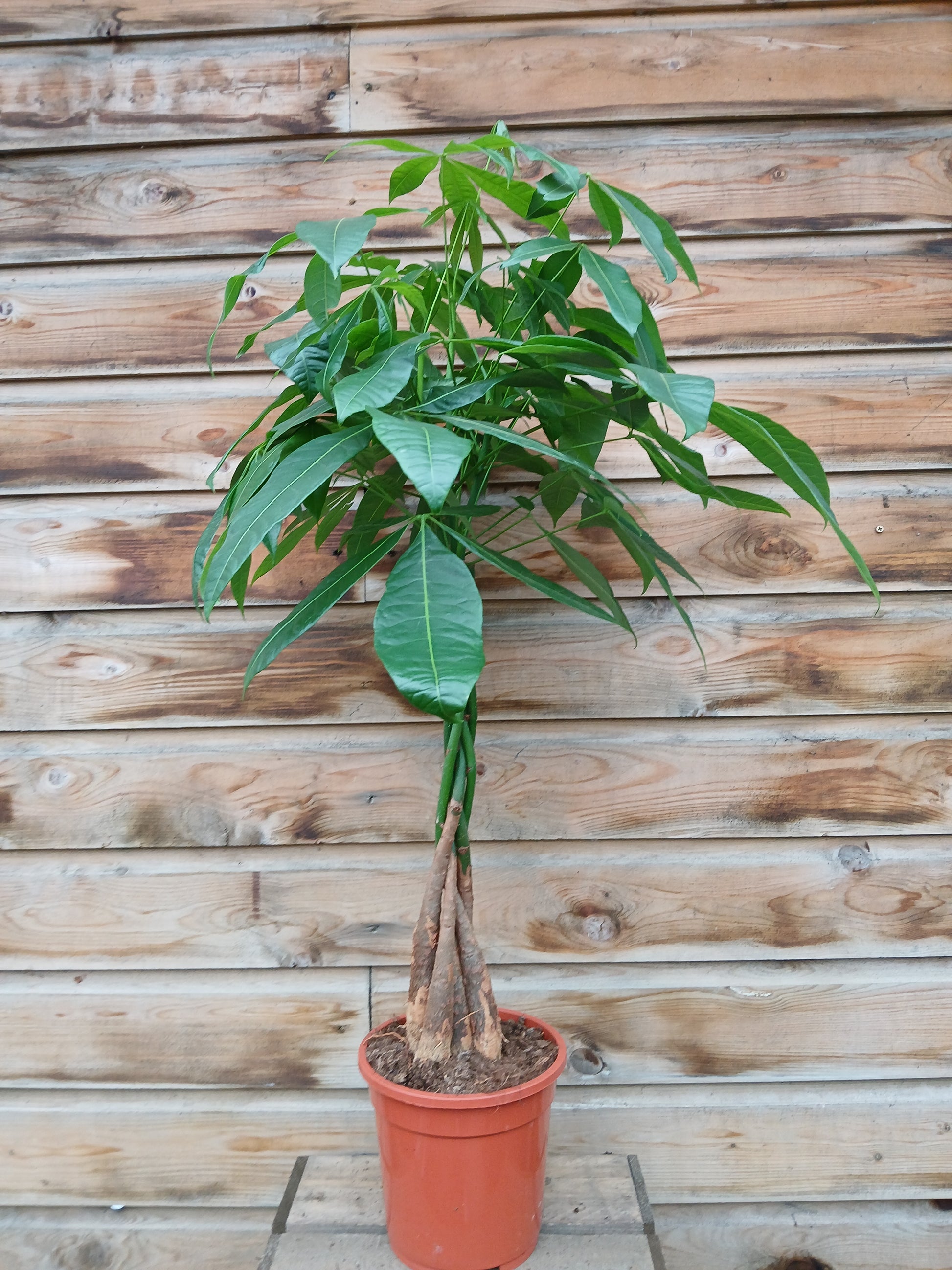 Pachira aquatica / P19-Easy Garden Centre