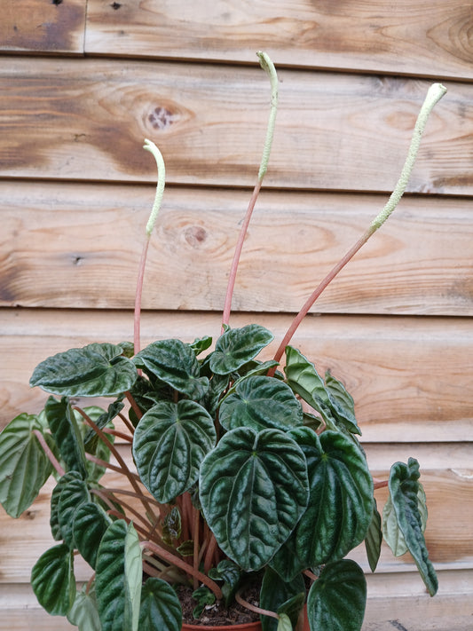 Peperomia cap. 'Lilian' / P12-Easy Garden Centre