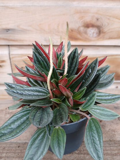 Peperomia mix / P12-Easy Garden Centre