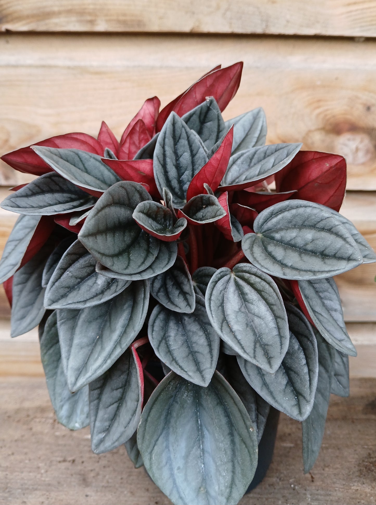 Peperomia mix / P12-Easy Garden Centre