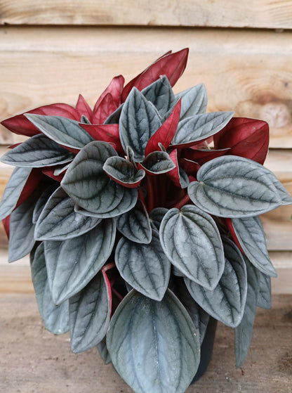 Peperomia mix / P12-Easy Garden Centre