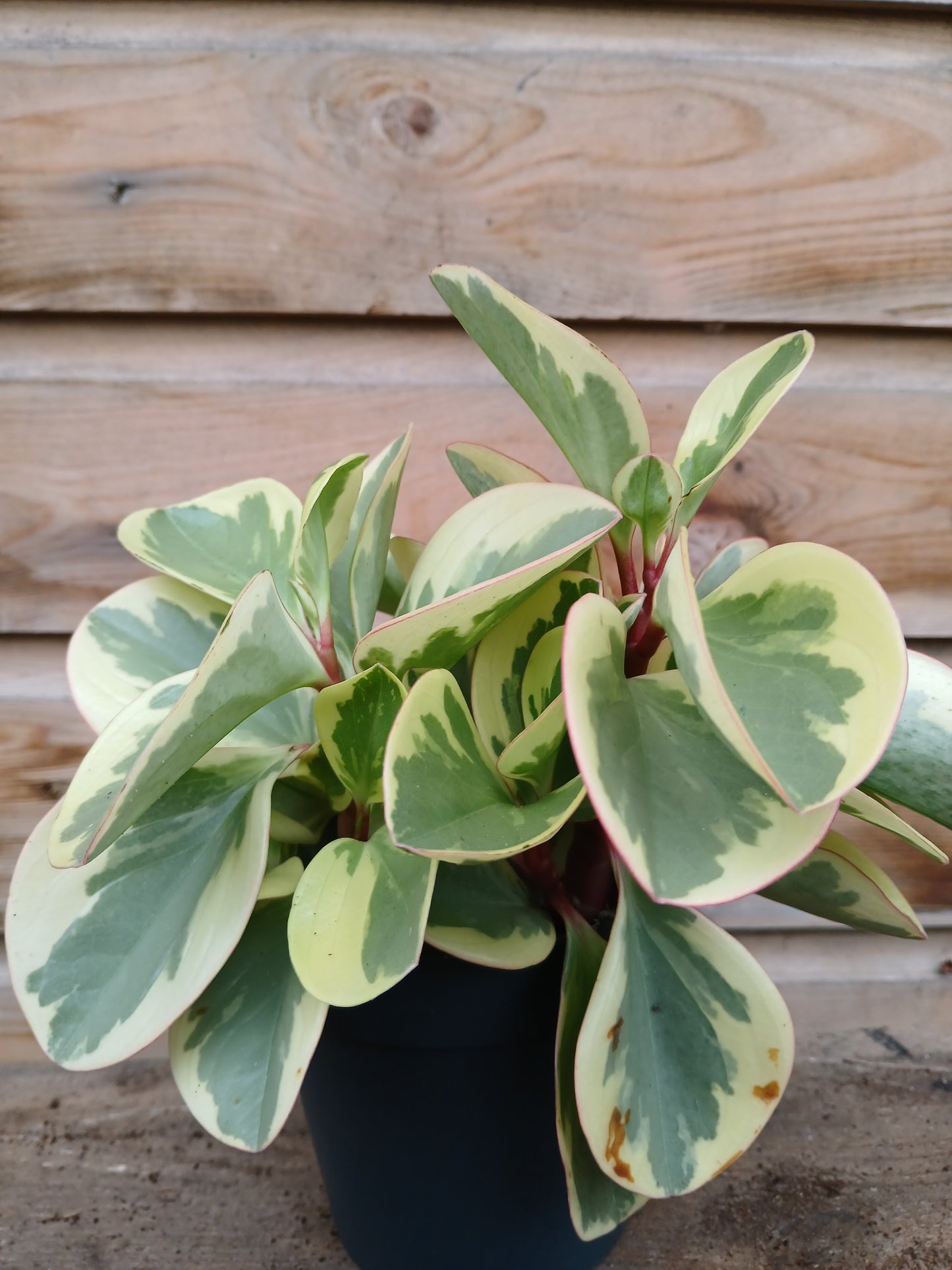 Peperomia mix / P12-Easy Garden Centre