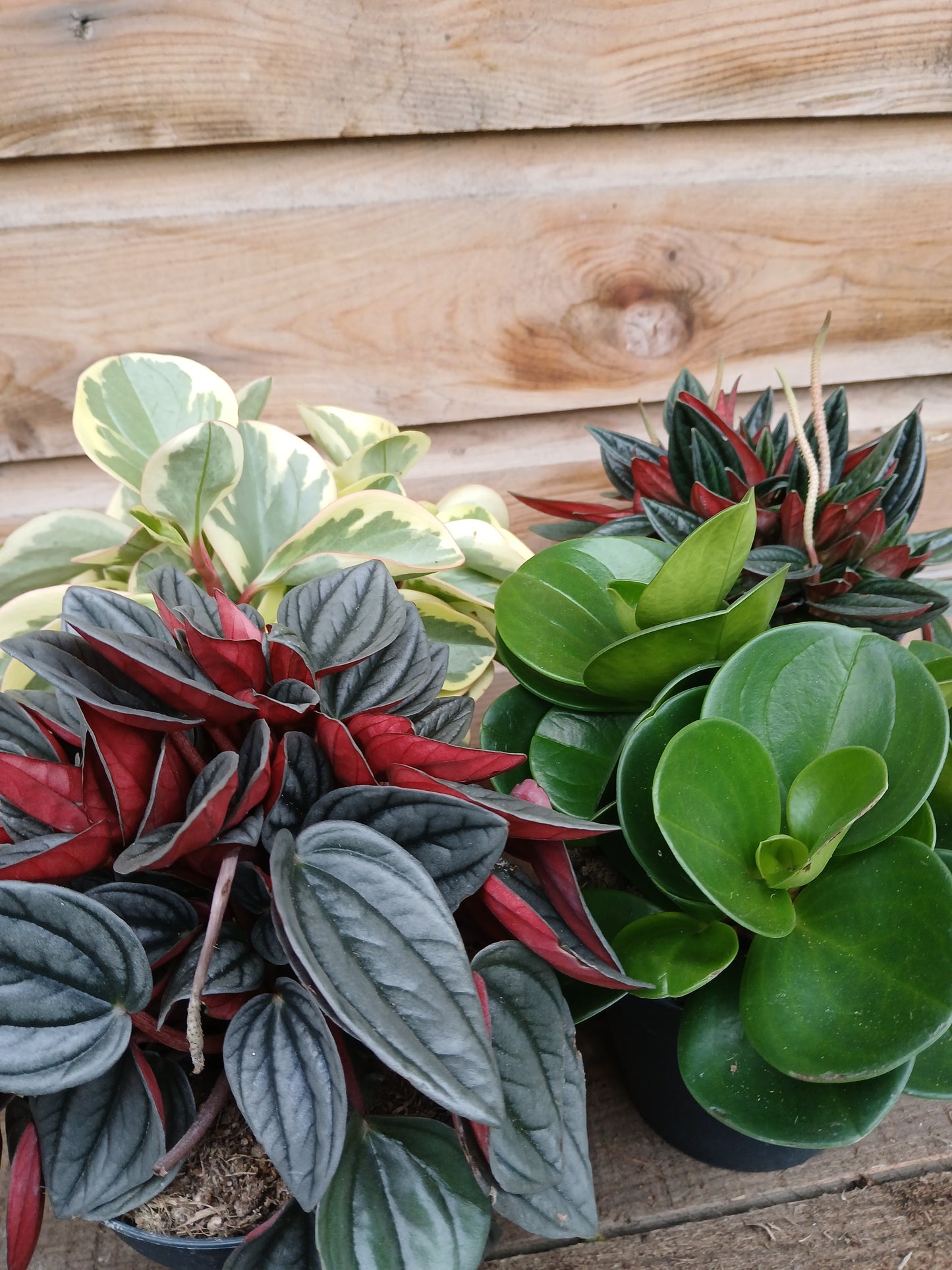 Peperomia mix / P12-Easy Garden Centre