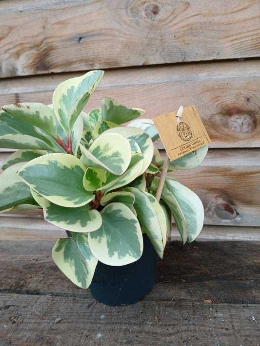 Peperomia obt. 'Obtipan Bicolor' / P12-Easy Garden Centre