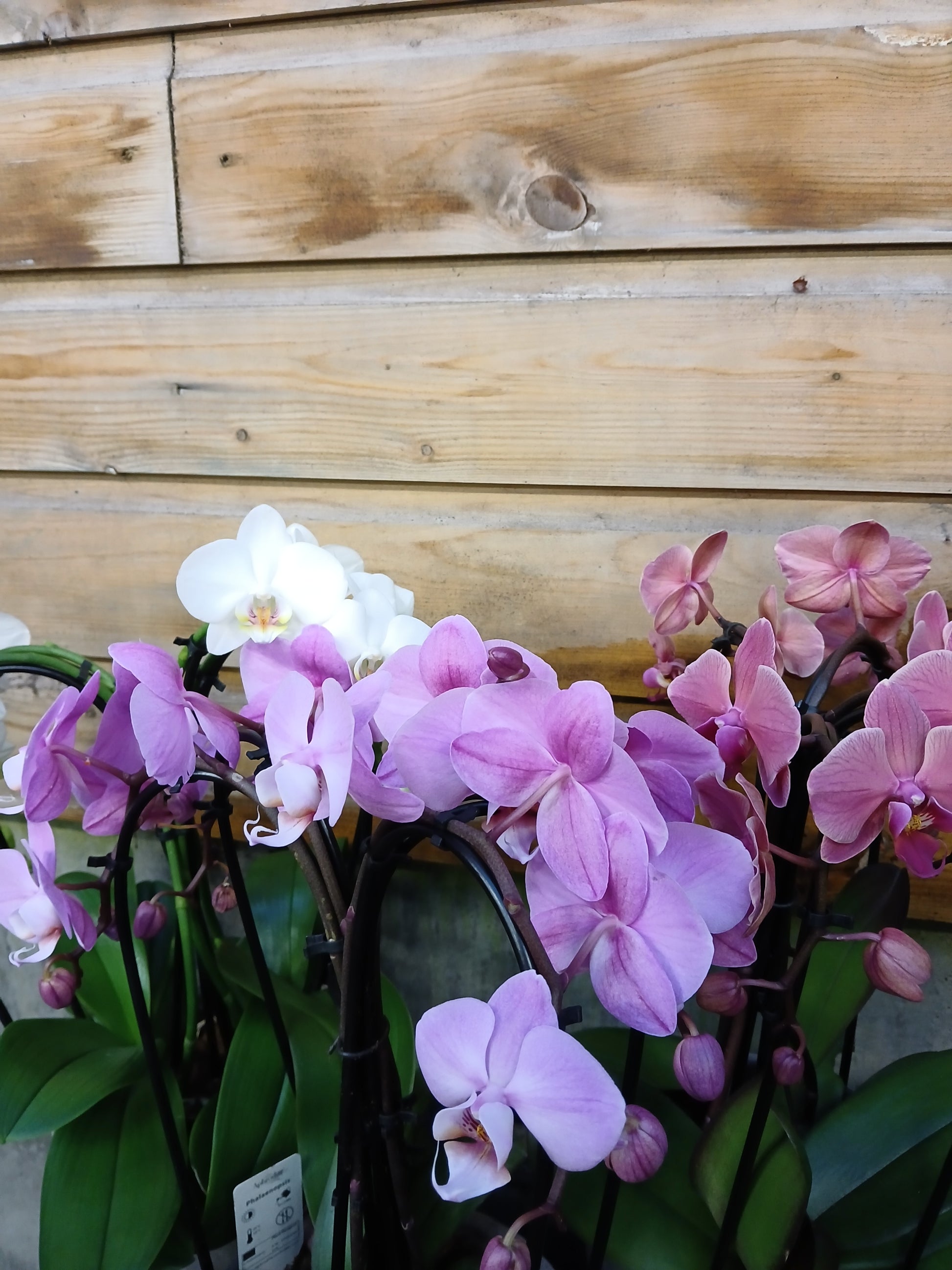 Phalaenopsis 'Elegant Cascade' mix / P18 - 4 stem in terracotta-Easy Garden Centre