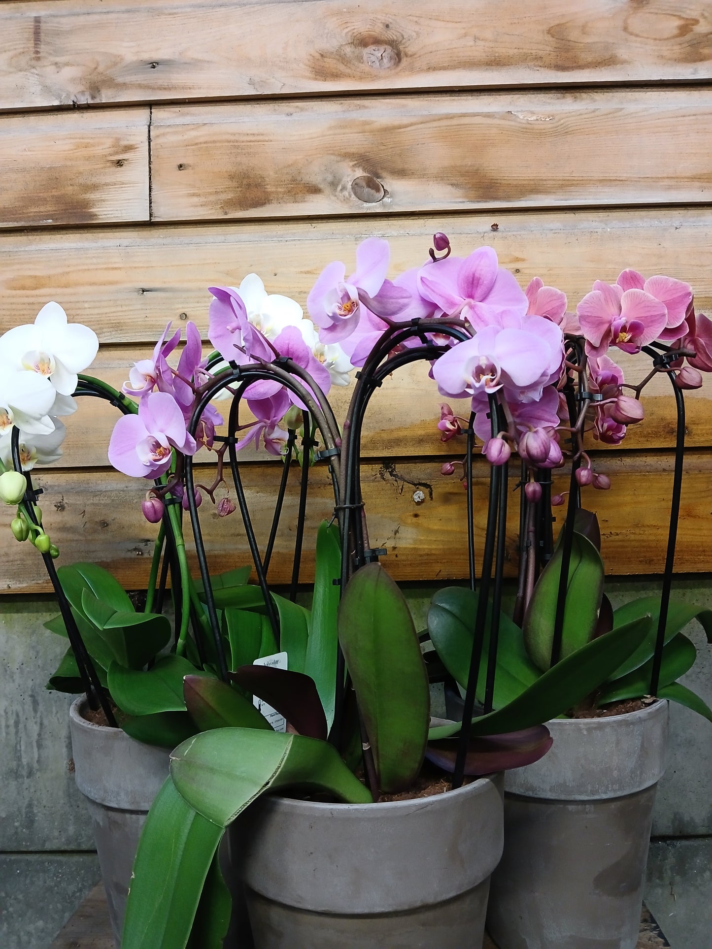 Phalaenopsis 'Elegant Cascade' mix / P18 - 4 stem in terracotta-Easy Garden Centre