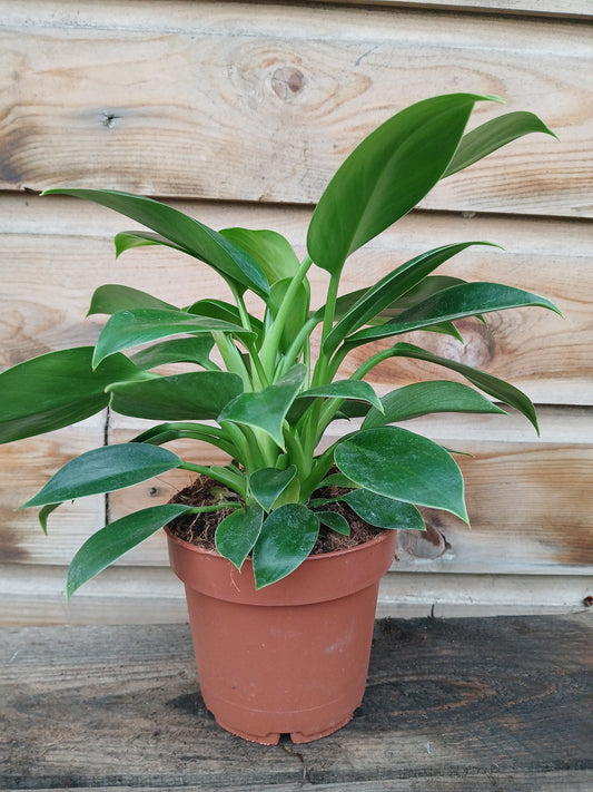 Philodendron 'Intenz' mix / P12-Easy Garden Centre