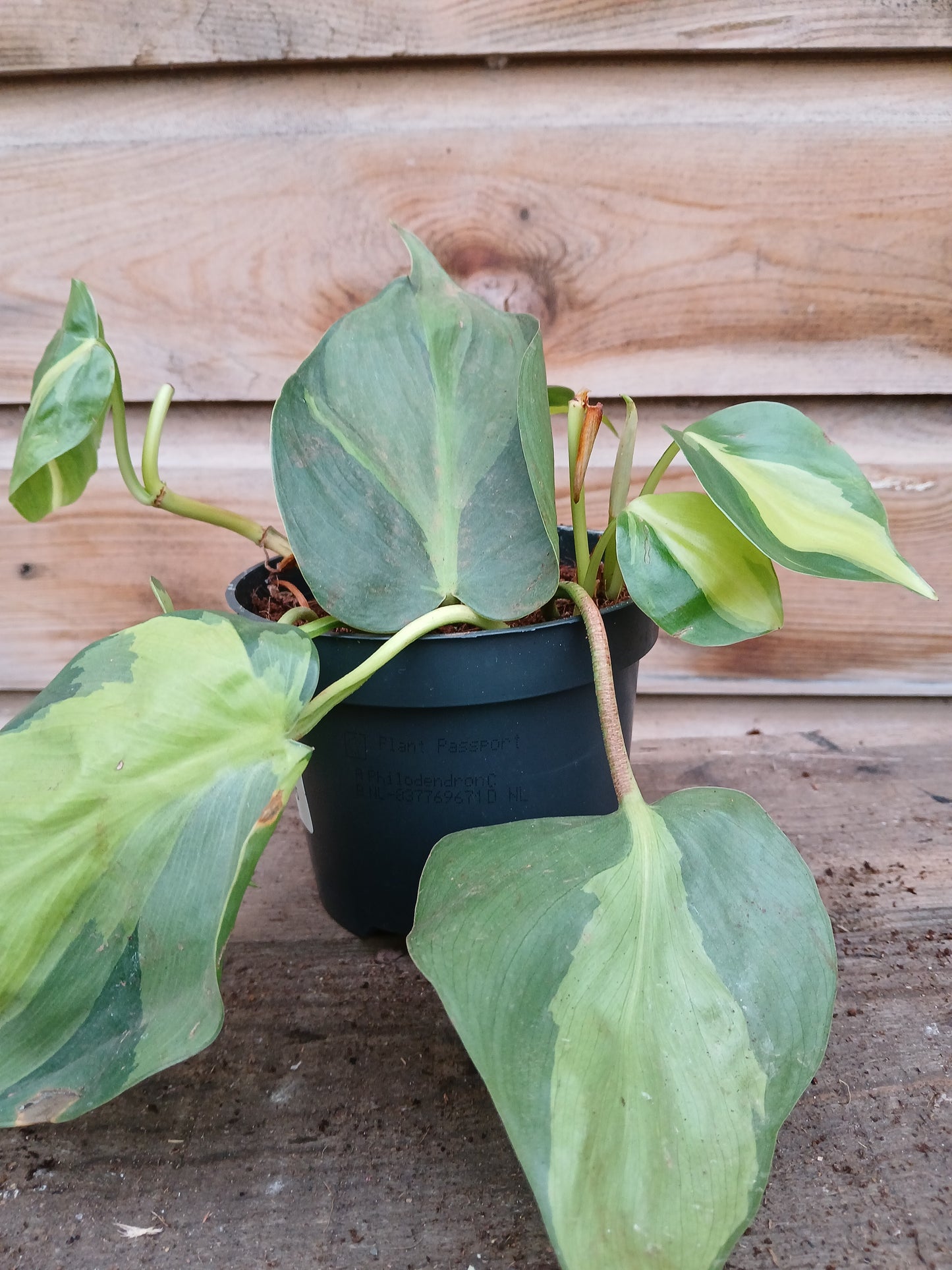Philodendron scandens 'Brasil' / P12-Easy Garden Centre