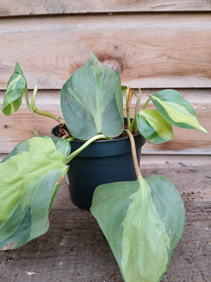 Philodendron scandens 'Brasil' / P12-Easy Garden Centre
