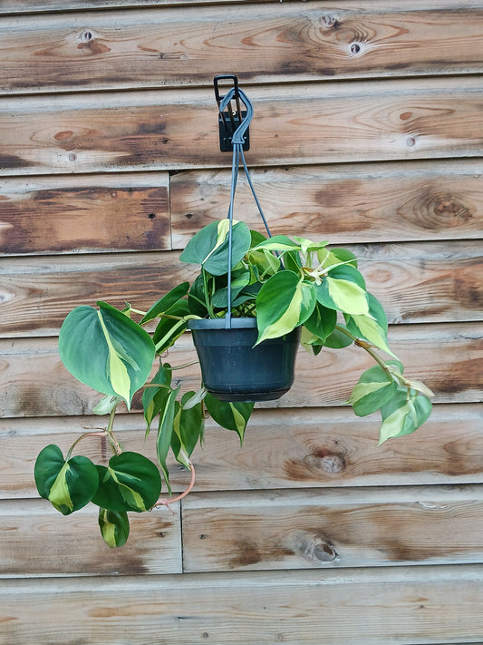 Philodendron scandens 'Brasil' / P15, hanging pot-Easy Garden Centre